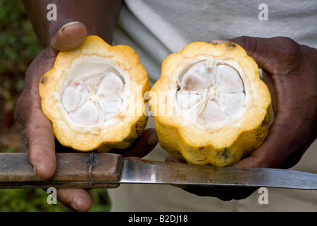 Kakaofrucht Theobroma Cacao aufgeschnitten auszusetzen die Bohnen in Dominica West Indies Stockfoto