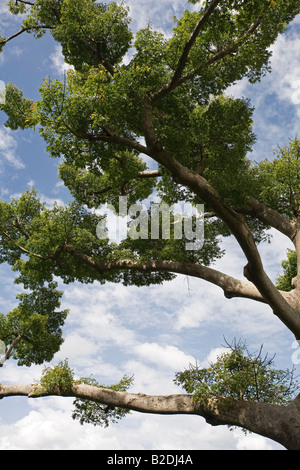 Zahnseide Silk Baum Ceiba Speciosa Grenada Stockfoto
