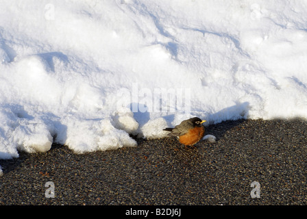 Robin im Winter Stockfoto