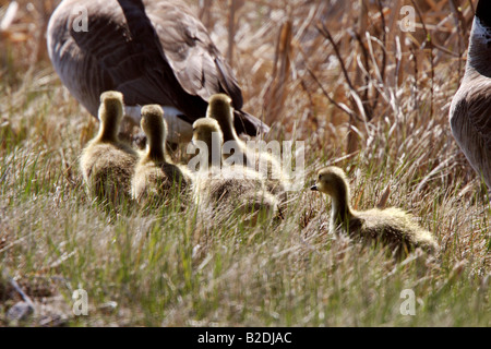 Gosling nach Canada Goose Eltern Stockfoto