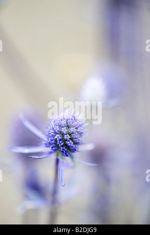 Eryngium Planum "Jade Frost" Stockfoto