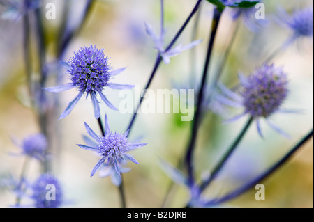 Eryngium Planum "Jade Frost" Stockfoto