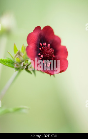 Potentilla Thurberi "Monarch Velvet". Scharlachrote Fingerkraut "Monarch Velvet" Blume Stockfoto