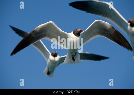 Möwen Lachen im Flug Caribbean Stockfoto