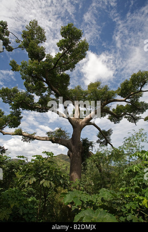 Zahnseide Silk Baum Ceiba Speciosa Grenada Stockfoto