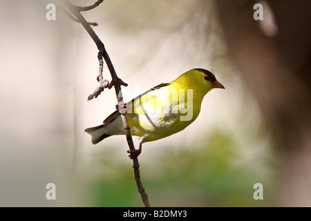 Amerikanische Stieglitz thront auf Zweig Stockfoto