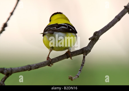 Amerikanische Stieglitz thront auf Zweig Stockfoto