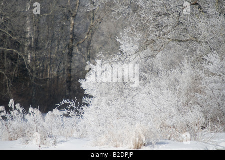 Raureif auf der Ost-Gabel der Chippewa River Sawyer Co WI Stockfoto