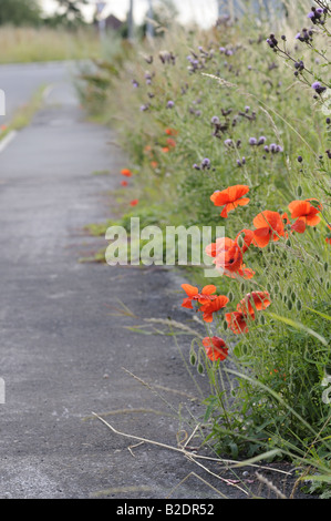 Mohn und Disteln auf einem Straßenrand Stockfoto