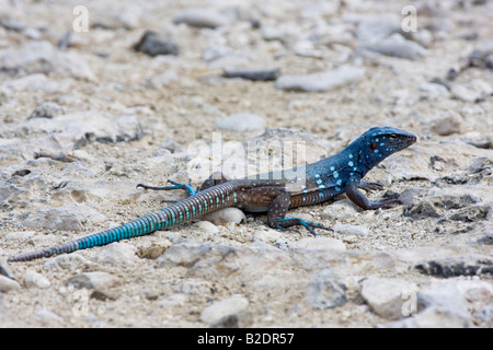 Die blauen Whiptail Eidechse, Cnemidophorus Murinus Ruthveni ist endemisch in Bonaire, Bonaire, Niederländische Antillen, Karibik. Stockfoto