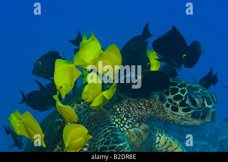 GREEN SEA TURTLE, Chelonia Mydas, gereinigt, HAWAII. Stockfoto