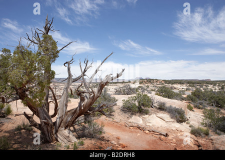 Ansicht der Landschaft in den Natural Bridges National Monument Utah USA Stockfoto