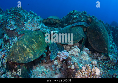 Grüne Meeresschildkröten, Chelonia Mydas, ruhen auf einem Riff vor der Küste von Maui. Dies ist eine vom Aussterben bedrohte Arten.  Hawaii. Stockfoto