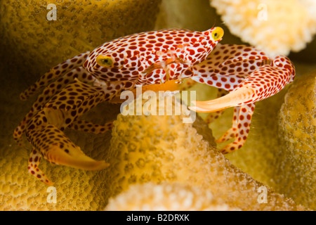 Rot gefleckte Wache Krabbe, Trapeze Tigrina, mit Eiern, in Koralle, Geweih Pocillopora Eydouxi, Insel von Yap, Mikronesien. Stockfoto