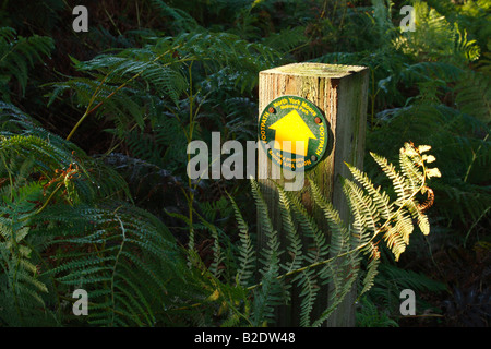 Öffentlichen Fußweg Zeichen Tau bedeckt und umgeben von Bracken in North York Moors National Park Stockfoto