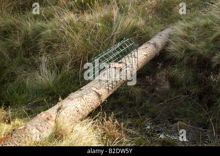 Tunnel Falle verwendet, um im Rahmen von Moorschneehühner Habitatmanagement Hermelin und Wiesel zu fangen Stockfoto