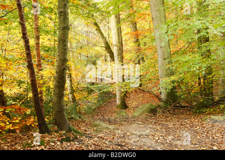 Wald bei gemischt kann Beck in der Nähe von Whitby in North York Moors NP zeigt Herbstfarben Stockfoto