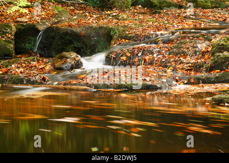 Der kleine Bach Mai Beck fließt durch eine Buche Wald mit vielen Blättern am Ufer