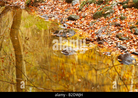 Birke in herbstlichen Farben spiegelt sich in einem kleinen Bach Mai Beck mit Buche lässt an seinem Ufer Stockfoto