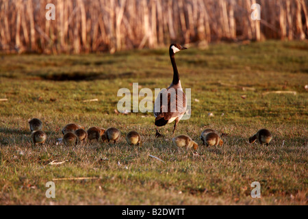 Gänsel nach Canada Goose Elternteil Stockfoto