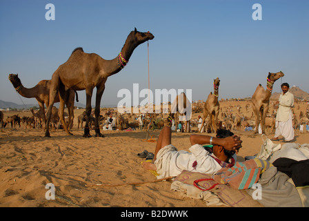Ein Kamel Händler entspannen nach einem Arbeitstag auf dem Kamel Messegelände in Pushkar, Rajasthan. Indien. Stockfoto