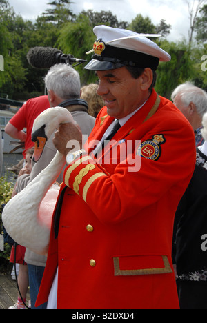 Der Königin Swan Marker, kehrt David Barber einen Schwan zum Fluss während der Swan Upping auf River Thames, Großbritannien Stockfoto