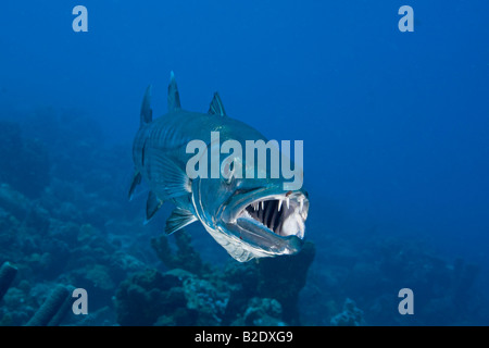 Große Barrakudas, größten Barracuda, erreichen mehr als sechs Fuß Länge, Bonaire, Karibik. Stockfoto