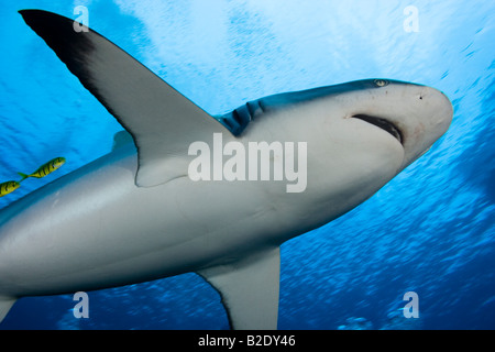 Gelbe juvenile Buben Schwimmen mit einem grauen Riffhai Carcharhinus Amblyrhynchos aus die Insel Yap in Mikronesien. Stockfoto