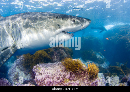 Diese weißen Hai, Carcharodon Carcharias, wurde knapp unterhalb der Wasseroberfläche vor Insel Guadalupe, Mexiko fotografiert. Stockfoto