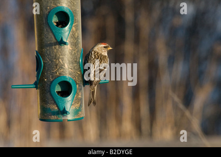 Gemeinsamen Redpoll thront auf einem Vogelhäuschen Stockfoto