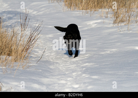 Schwarze Labrador Retriever im winter Stockfoto