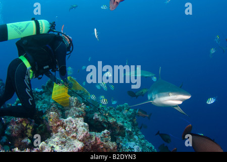 Taucher, einen grauen Riffhai Carcharhinus Amblyrhynchos und Schwarzspitzen-Riffhaie, Carcharhinus Melanopterus, Yap, Mikronesien. Stockfoto