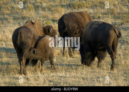 USA Wyoming Yellowstone National Park Bison-Büffel Krankenpflege Kalb Mutter und Vater Weiden Stockfoto