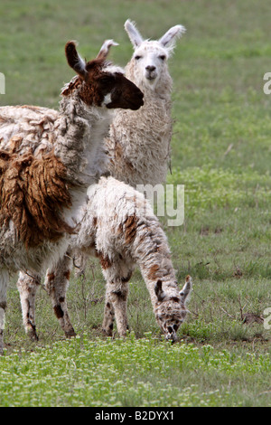 Familie der Lamas in Saskatchewan Weide Stockfoto