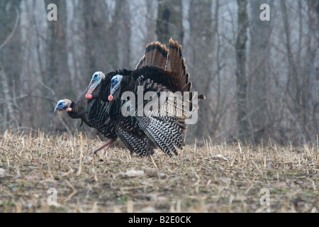 Jake Osttürkei Wild im Frühjahr Stockfoto