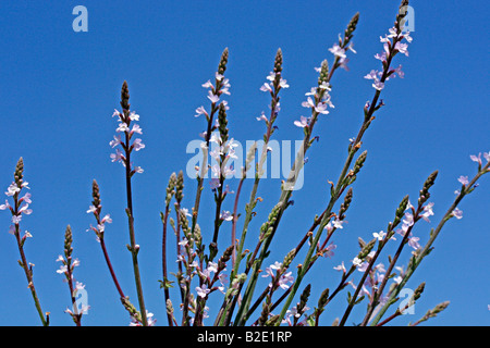 Eisenkraut Verbena Officinalis Bach s floral beheben Stockfoto