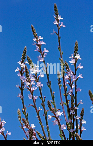 Eisenkraut Verbena Officinalis Bach s floral beheben Stockfoto