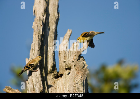 Ein paar Stieglitze (Zuchtjahr Tristis) auf ein toter Baum eine Berufung auf die andere Stockfoto