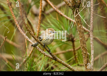 Gelbe Psephotus Warbler (Dendroica Coronata) thront in Pinie Stockfoto