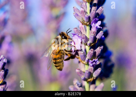 Frankreich Vaucluse Honigbiene Apis Mellifera Lavendel Stockfoto