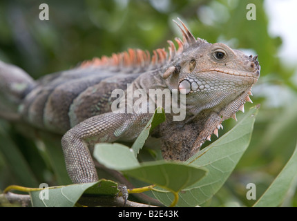 Ein grüner Leguan Essen Blätter von einem Baum mit einer Zecke beißen in den Hals, die, den dieser in den Tobago Cays St. Vincent und die Gre war Stockfoto