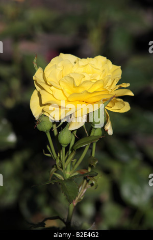 Eine blühende gelbe rose auf grünem Hintergrund. Stockfoto