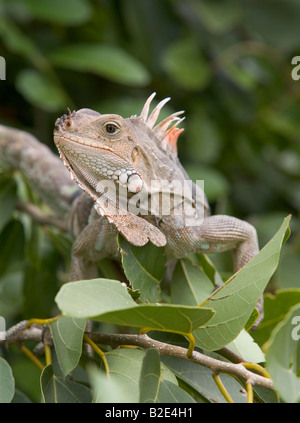 Ein grüner Leguan Essen Blätter von einem Baum. Stockfoto