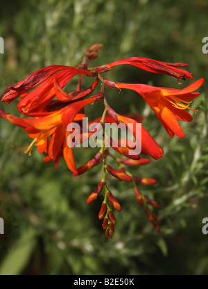 "Feuriges orange Montbretia blühen im Sommer in East Sussex, England" Stockfoto