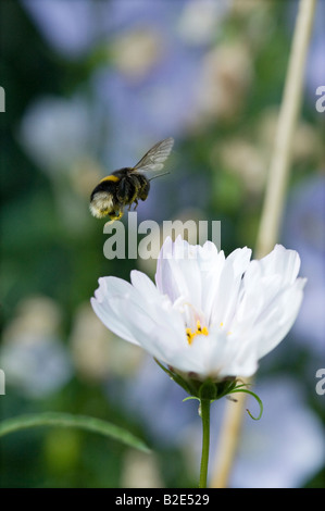 Bombus Lucorum. White Tailed Hummel fliegen über weißen Kosmos Stockfoto