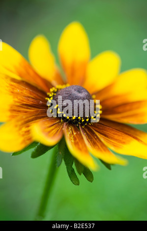 Rudbeckia Hirta rustikale Zwerg Blume Stockfoto