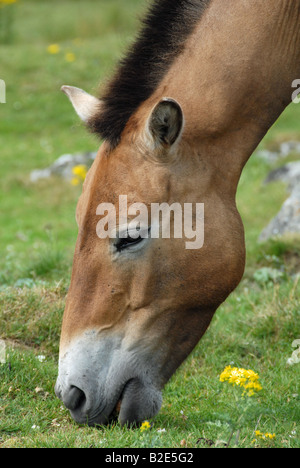 PRZEWALSKI PFERD Stockfoto