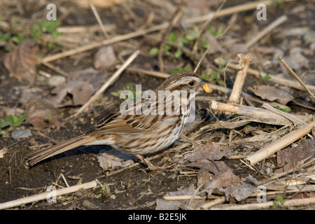 Singammer Bits des Mais Essen Stockfoto