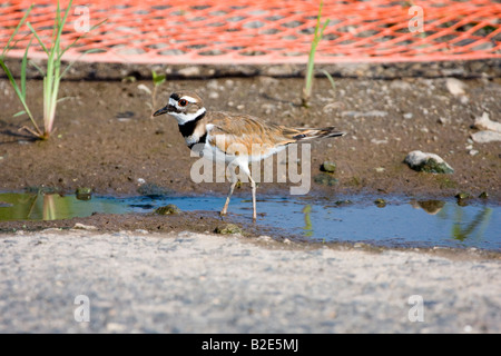 Ein Killdeer in einer Pfütze in der Nähe von einem gefallenen orange Bauzaun Stockfoto