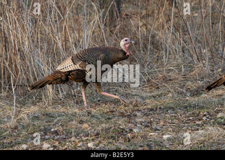 Jake Osttürkei Wild im Frühjahr Stockfoto